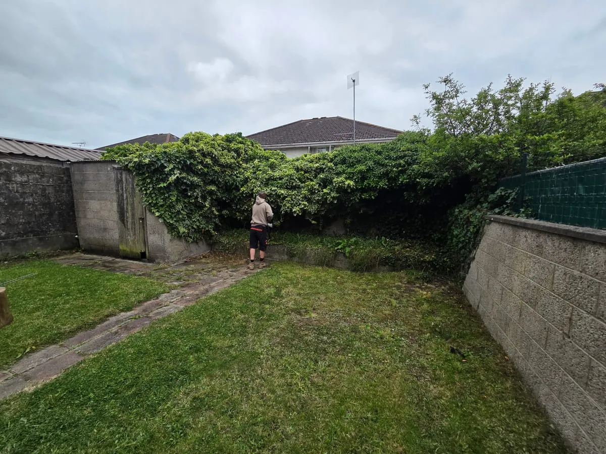 Before hedge clearance