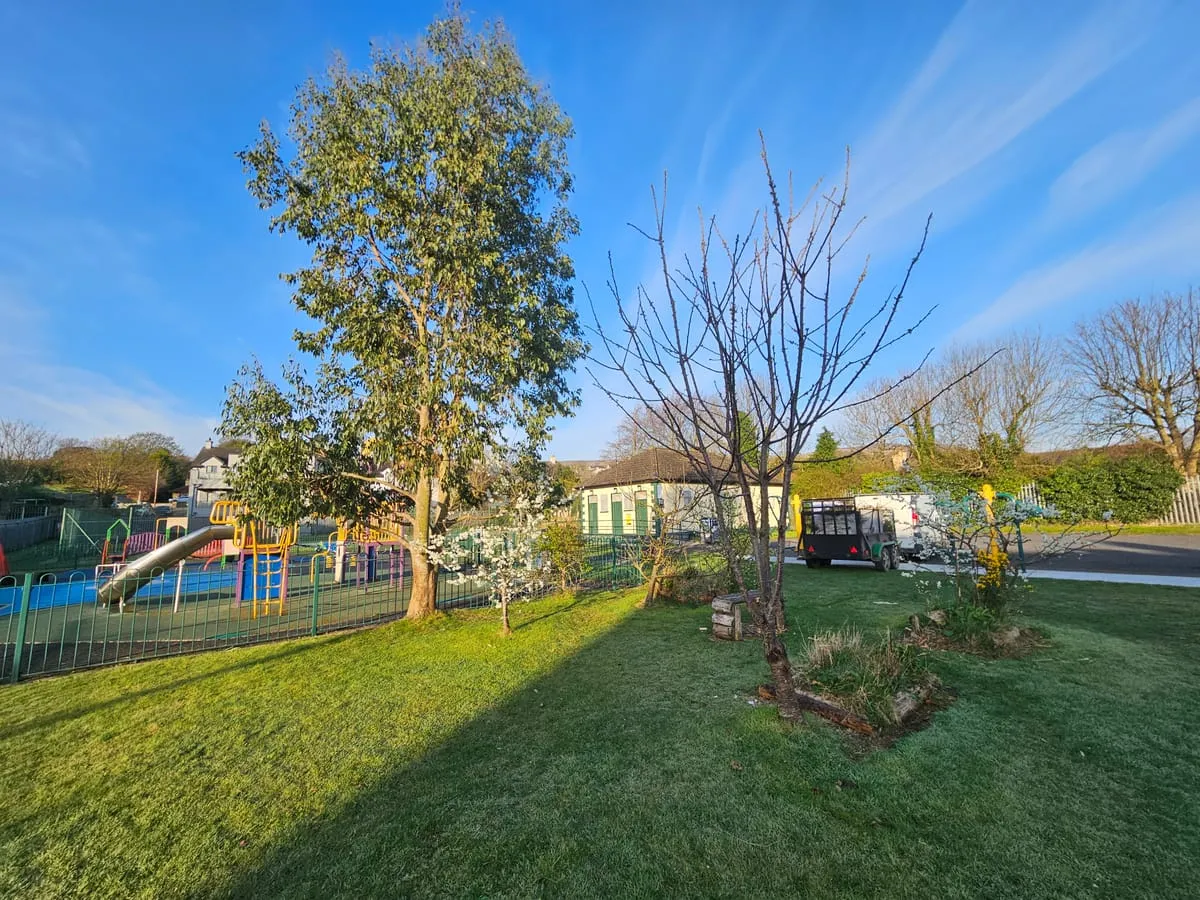 Before β Omeath Tree Removal Commercial Maintenance