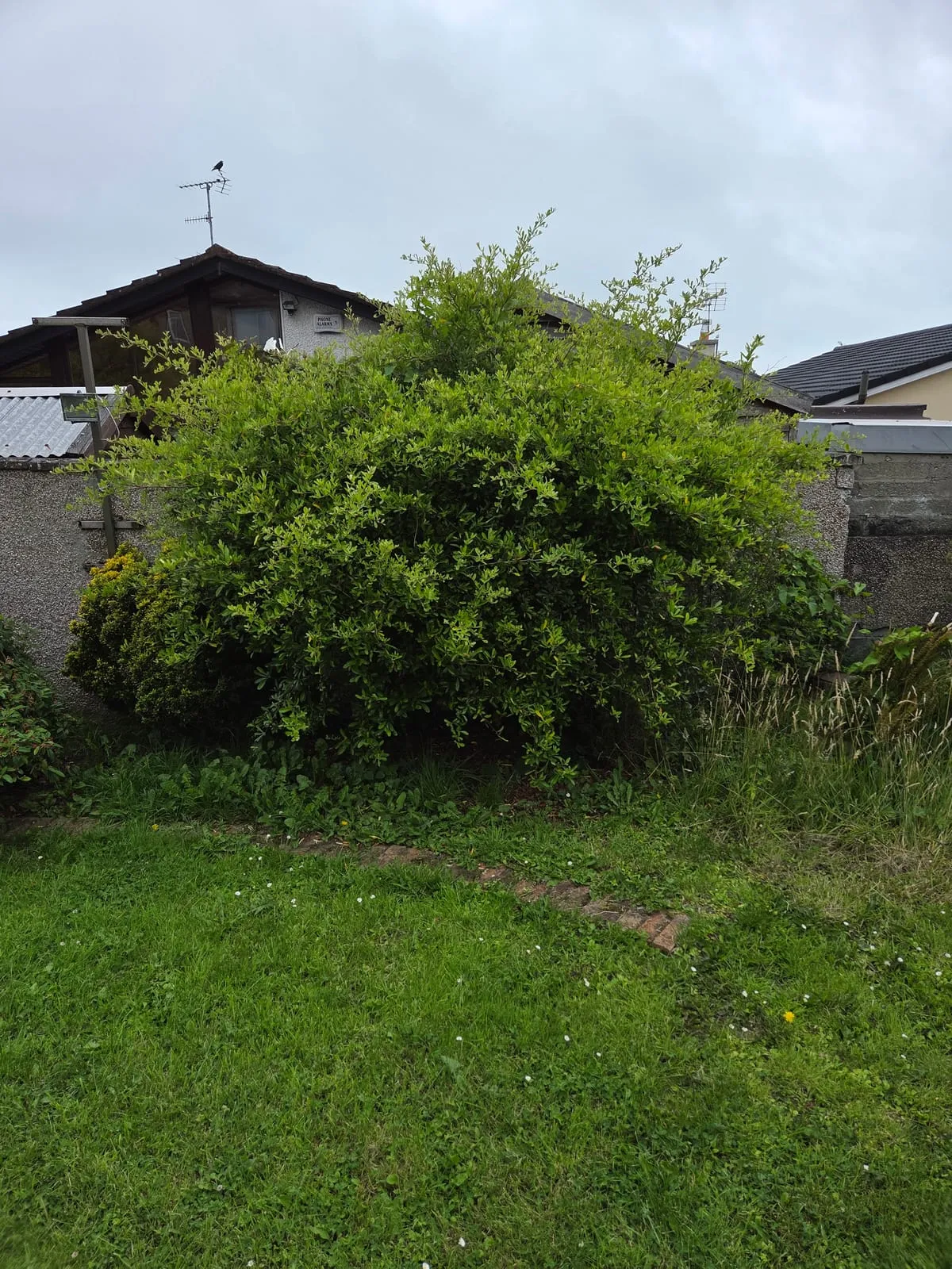 Before β Blackrock Hedge Trimming