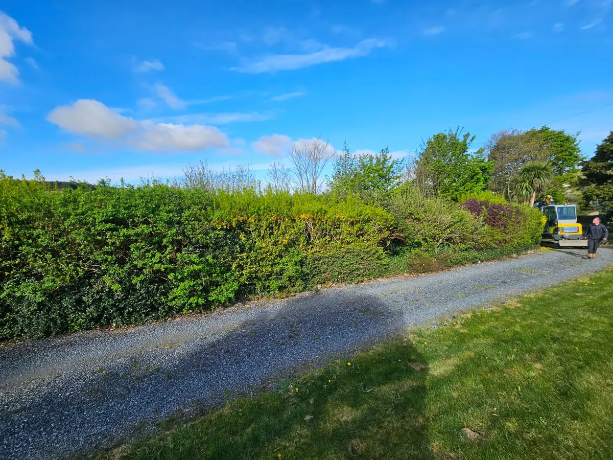 Before β Ravensdale Hedge Trimming