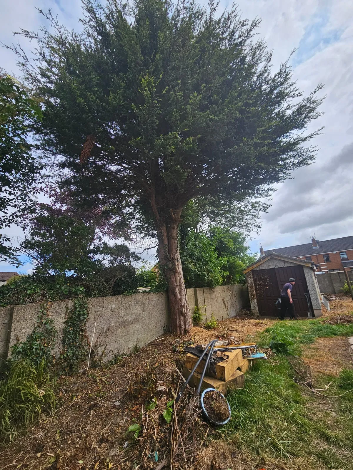 Before β Bay Estate Tree Planting & Removals