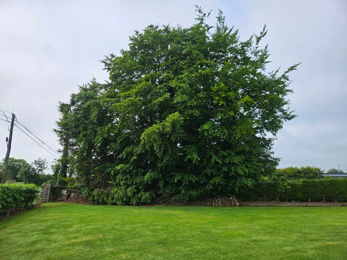 Before β Louth Village Reduction Tree Planting & Removals