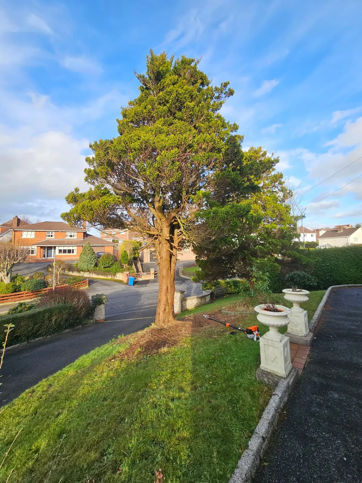Before β Newry Tree Planting & Removals