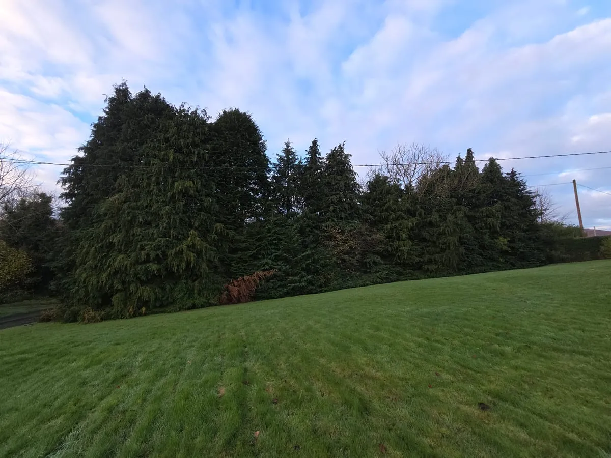 Before β Omeath Tree Planting & Removals