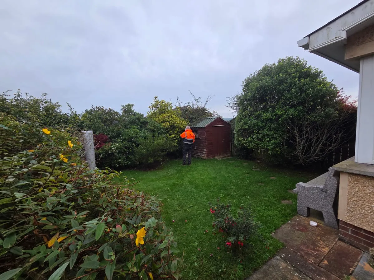 Another view of the untrimmed hedges